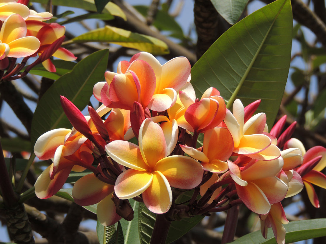 Island Plumeria Perfume