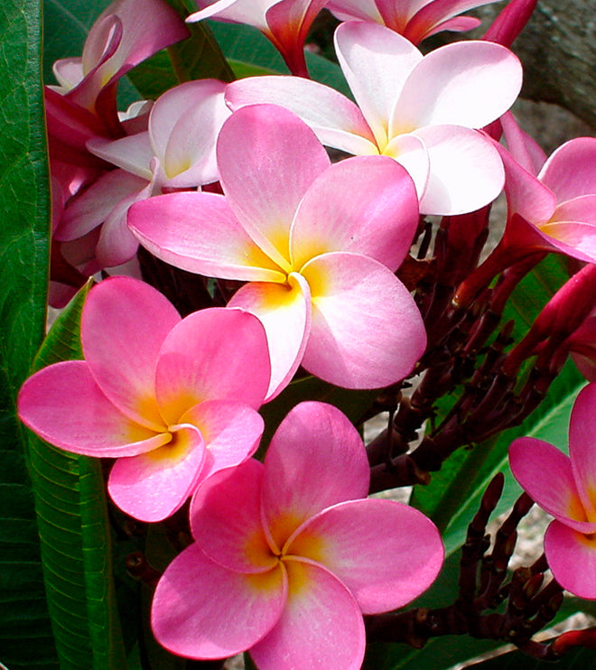 Island Plumeria Perfume