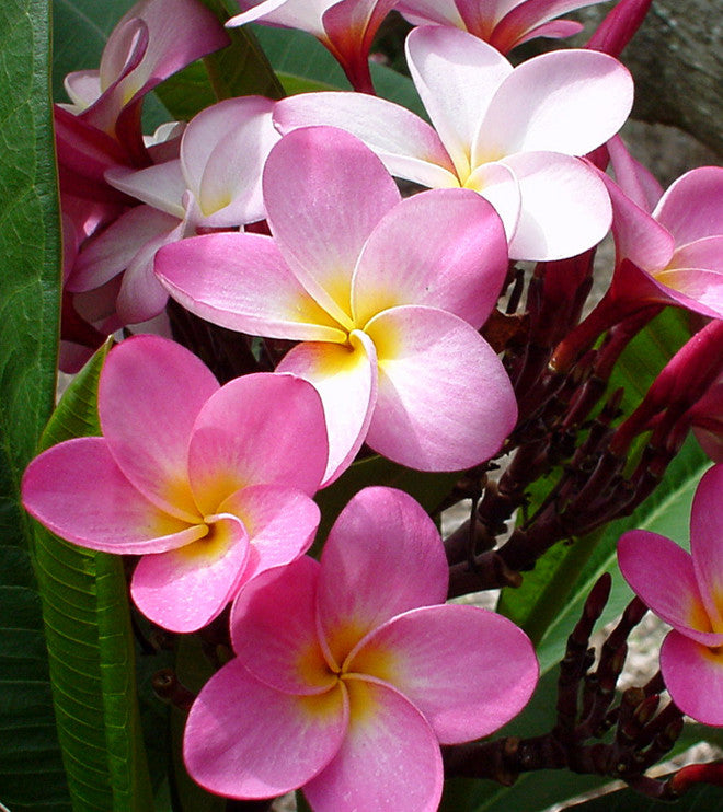 New Island Plumeria Perfume (revised Autumn 2025)