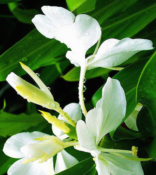 White Ginger Perfume