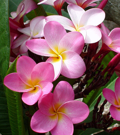 New Island Plumeria Perfume (revised Autumn 2025)